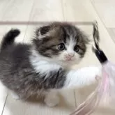 スコティッシュフォールド(折れ耳)【大阪府・男の子・2025年10月29日・ブラウンタビー&ホワイト】の写真3