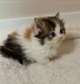 マンチカン(短足)【大阪府・女の子・2024年11月11日・キャリコ】の写真3