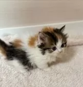 マンチカン(短足)【大阪府・女の子・2024年11月11日・キャリコ】の写真4