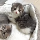 スコティッシュフォールド(折れ耳)【大阪府・女の子・2025年9月25日・ブルータビー&ホワイト】の写真4