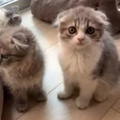 スコティッシュフォールド(折れ耳)【大阪府・女の子・2025年9月25日・ブルータビー&ホワイト】の写真14