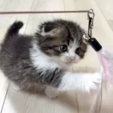 スコティッシュフォールド(折れ耳)【大阪府・男の子・2025年10月29日・ブラウンタビー&ホワイト】の写真4