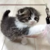 スコティッシュフォールド(折れ耳)【大阪府・男の子・2025年10月29日・ブラウンタビー&ホワイト】の写真5