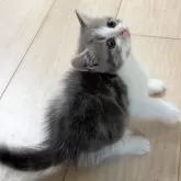 スコティッシュフォールド(立ち耳)【大阪府・男の子・2025年9月25日・ブルータビー&ホワイト(短毛)】の写真15