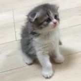 スコティッシュフォールド(折れ耳)【大阪府・女の子・2025年9月25日・ブルータビー&ホワイト】の写真6