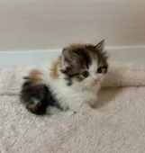 マンチカン(短足)【大阪府・女の子・2024年11月11日・キャリコ】の写真6