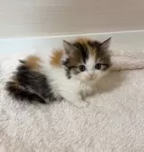 マンチカン(短足)【大阪府・女の子・2024年11月11日・キャリコ】の写真7