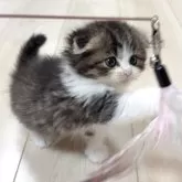 スコティッシュフォールド(折れ耳)【大阪府・男の子・2025年10月29日・ブラウンタビー&ホワイト】の写真7