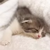 スコティッシュフォールド(折れ耳)【大阪府・女の子・2025年9月25日・ブルータビー&ホワイト】の写真9