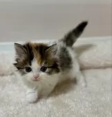 マンチカン(短足)【大阪府・女の子・2024年11月11日・キャリコ】の写真8