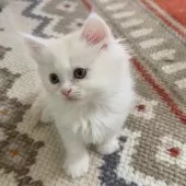 スコティッシュフォールド(立ち耳)【大阪府・男の子・2025年1月29日・クリーム&ホワイト】の写真9