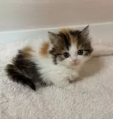 マンチカン(短足)【大阪府・女の子・2024年11月11日・キャリコ】の写真9