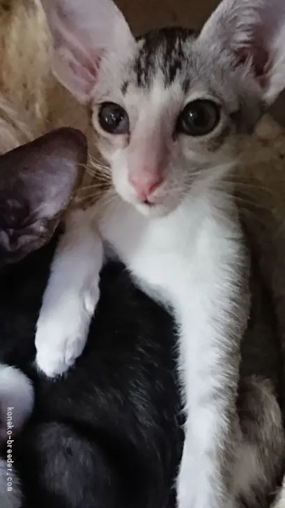 ID:2102-00598の子猫