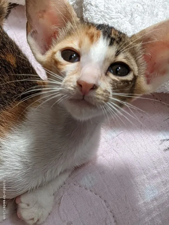 オリエンタルショートヘア【千葉県・女の子・2021年7月10日・3毛】の写真1「９月１３日撮影」