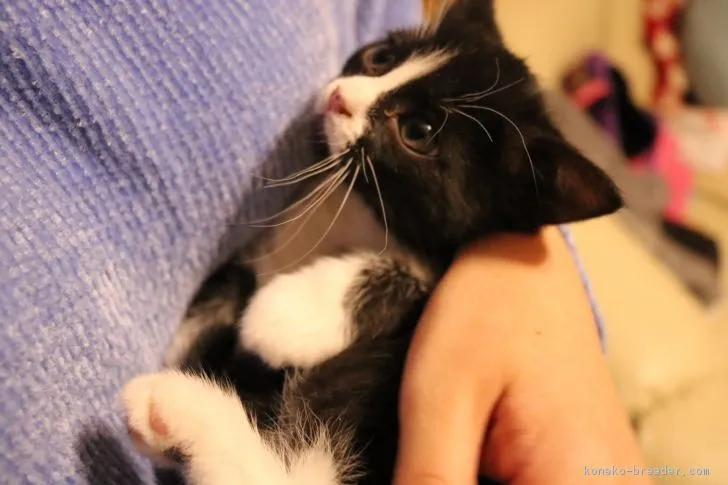 中島 様のお迎えした子猫