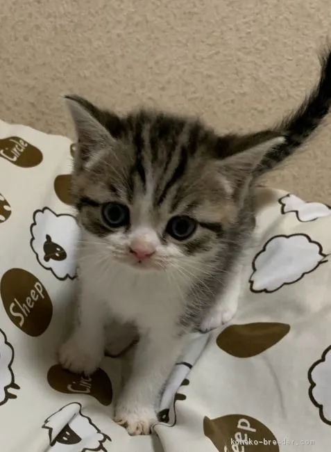 AGT 様のお迎えした子猫