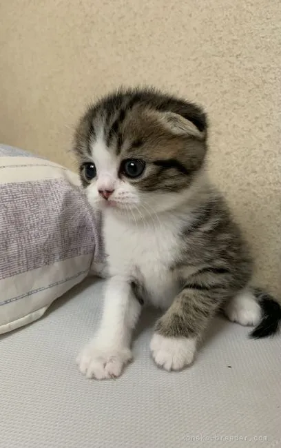 ID：2104-00591の子猫