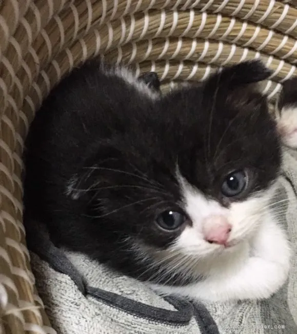 ID:2010-00110の子猫