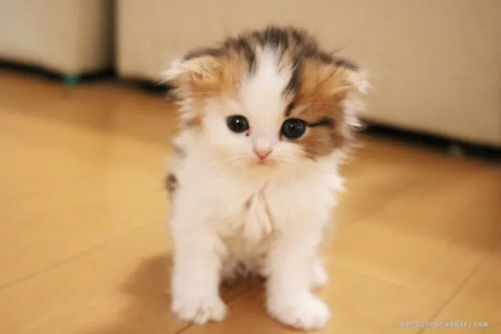 うにきち 様のお迎えした子猫