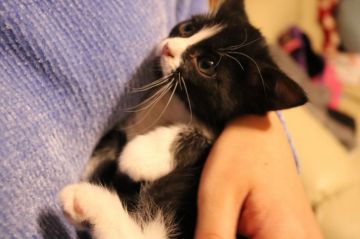 マンチカン【群馬県・女の子・2017年11月11日・ブラック&ホワイト】の写真「足長の女の子です♫」