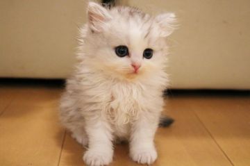 スコティッシュフォールド(立ち耳)【群馬県・男の子・2017年8月23日・シルバータビー&ホワイト（長毛）】の写真「人懐っこい子です」