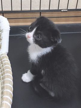 スコティッシュフォールド(折れ耳)【群馬県・男の子・2020年3月22日・ブラック&ホワイト】の写真「まん丸お目目！実物はもっと可愛いです」