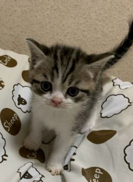 スコティッシュフォールド(立ち耳)【群馬県・男の子・2020年3月22日・ブルータビー&ホワイト】の写真「ブリスコの元気な男の子」