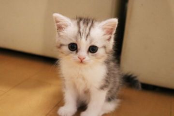 スコティッシュフォールド(立ち耳)【群馬県・女の子・2017年8月23日・シルバータビー&ホワイト（半長毛）】の写真「人懐っこい子です」