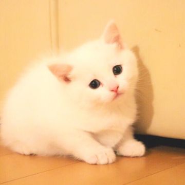 ミヌエット【群馬県・女の子・2017年11月19日・ホワイト】の写真「長足の女の子です」