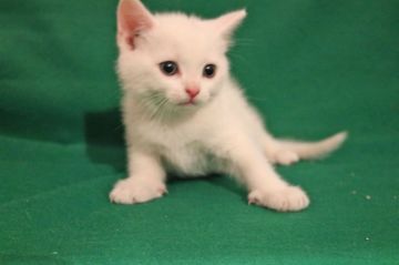 ミヌエット【群馬県・男の子・2017年11月19日・ホワイト】の写真「長足の男の子です」