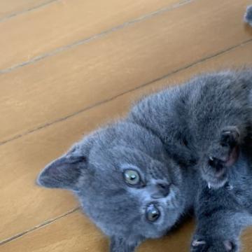 ブリティッシュショートヘア【群馬県・女の子・2022年6月7日・ブルー（ショート）】の写真「甘えん坊な小さな女の子」