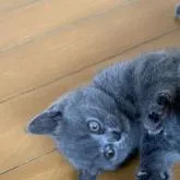 ブリティッシュショートヘア【群馬県・女の子・2022年6月7日・ブルー】の写真1
