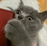 ブリティッシュショートヘア【群馬県・女の子・2022年6月7日・ブルー】の写真4