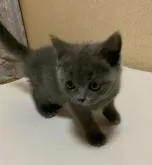 ブリティッシュショートヘア【群馬県・女の子・2022年6月7日・ブルー】の写真5