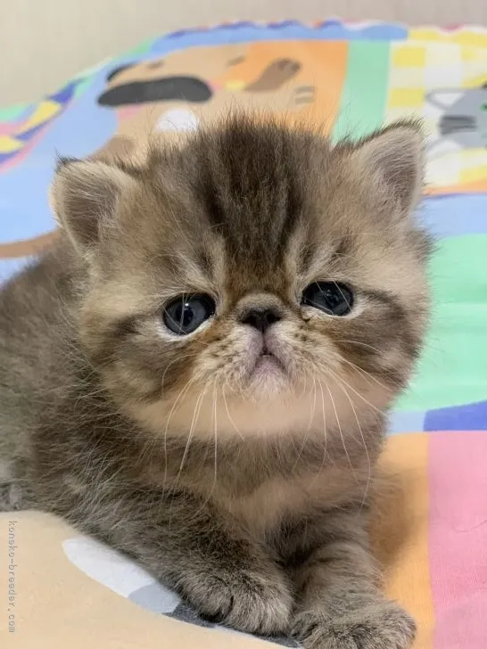 ID:2201-01520の子猫