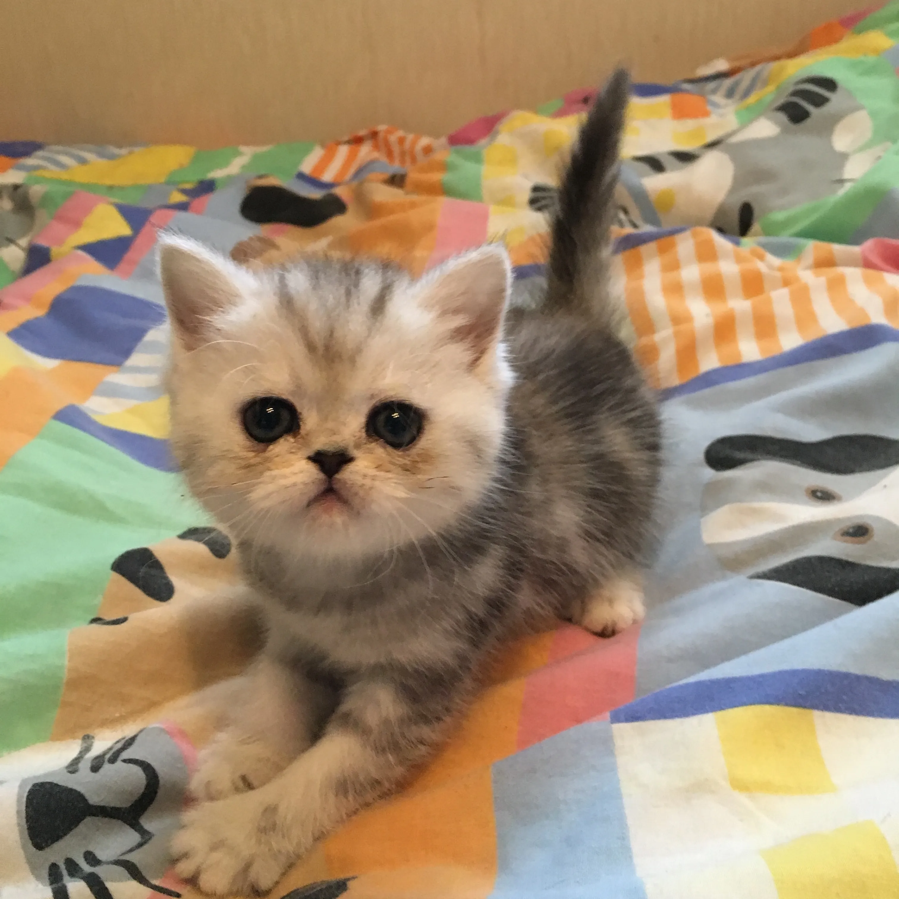 ID：1607-00827の子猫