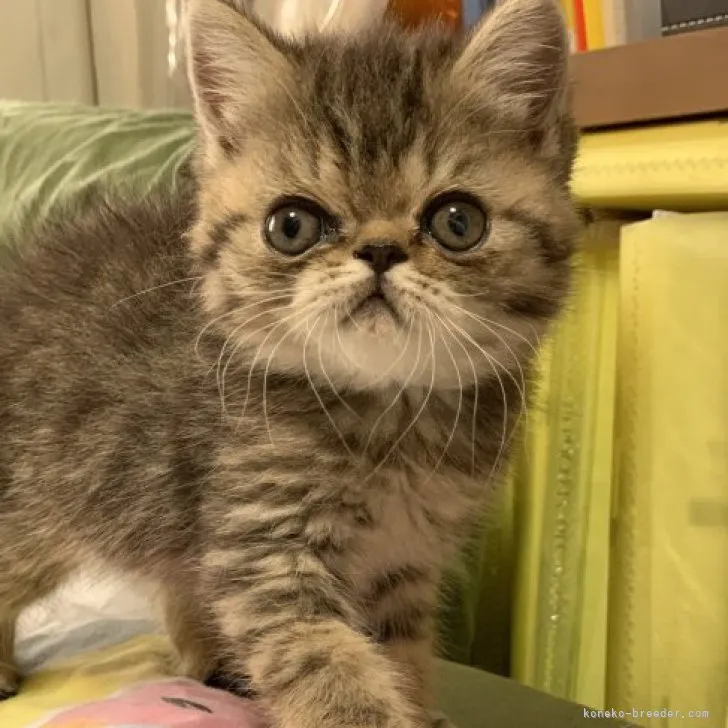 ID：2306-02585の子猫