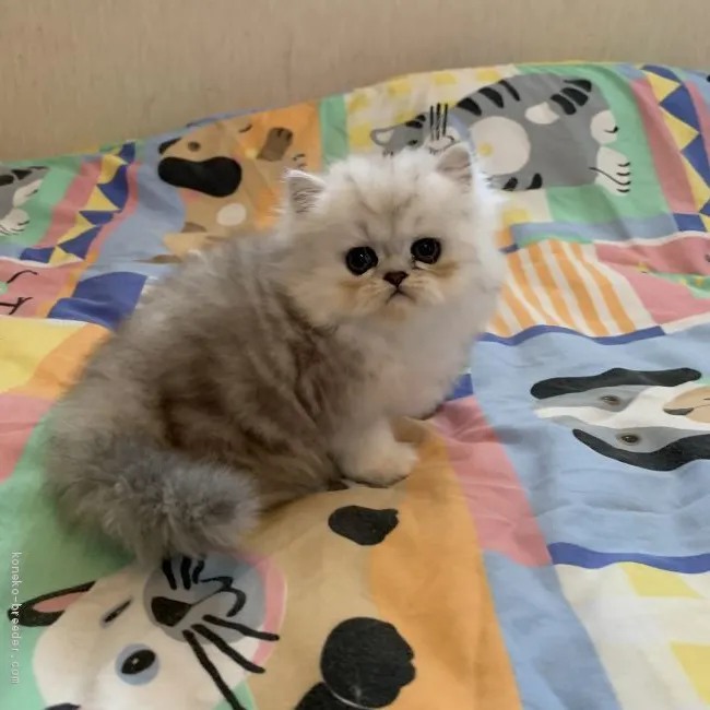 ID：2008-00660の子猫