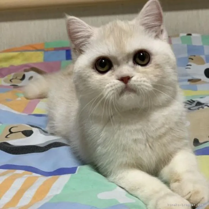 ID:2208-02159の子猫