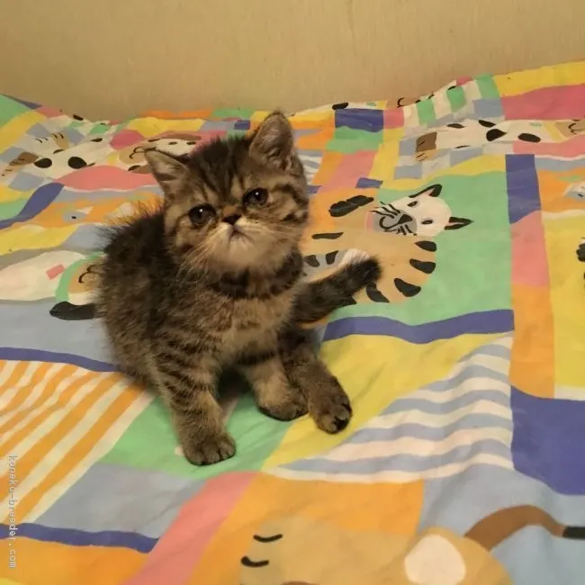 ID：1608-00594の子猫
