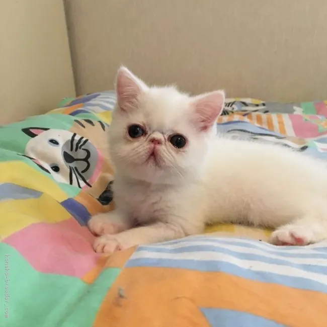 ID：1808-00778の子猫
