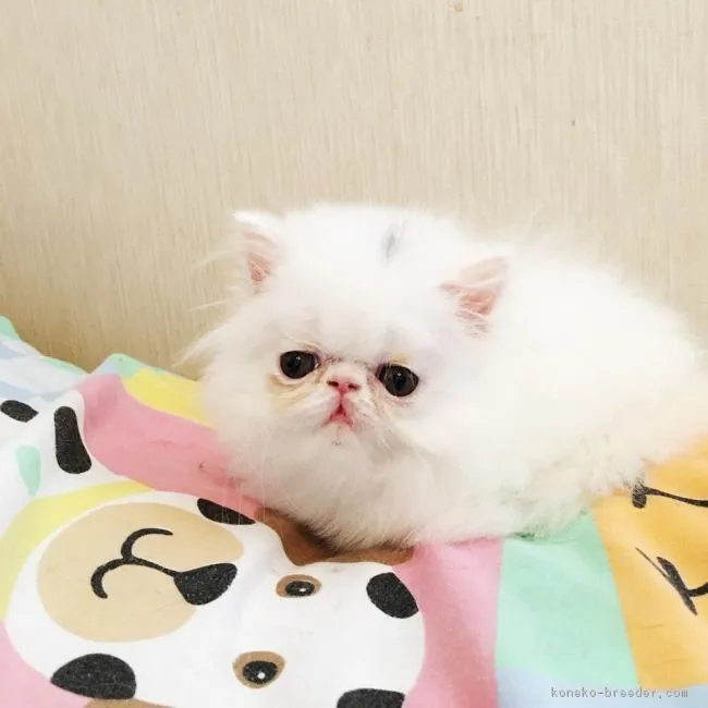 ID：1709-00093の子猫