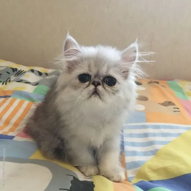 ID:1809-00857の子猫