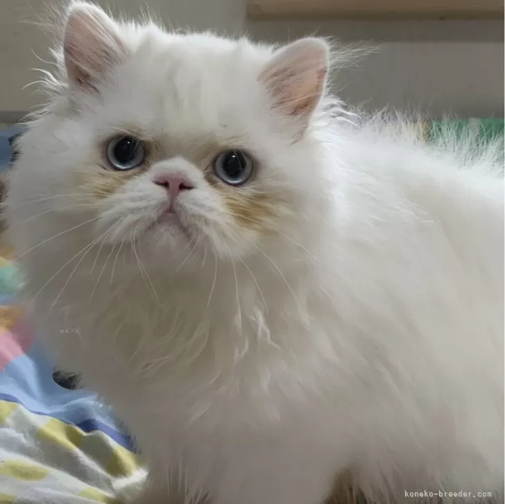 ID：2404-01631の子猫