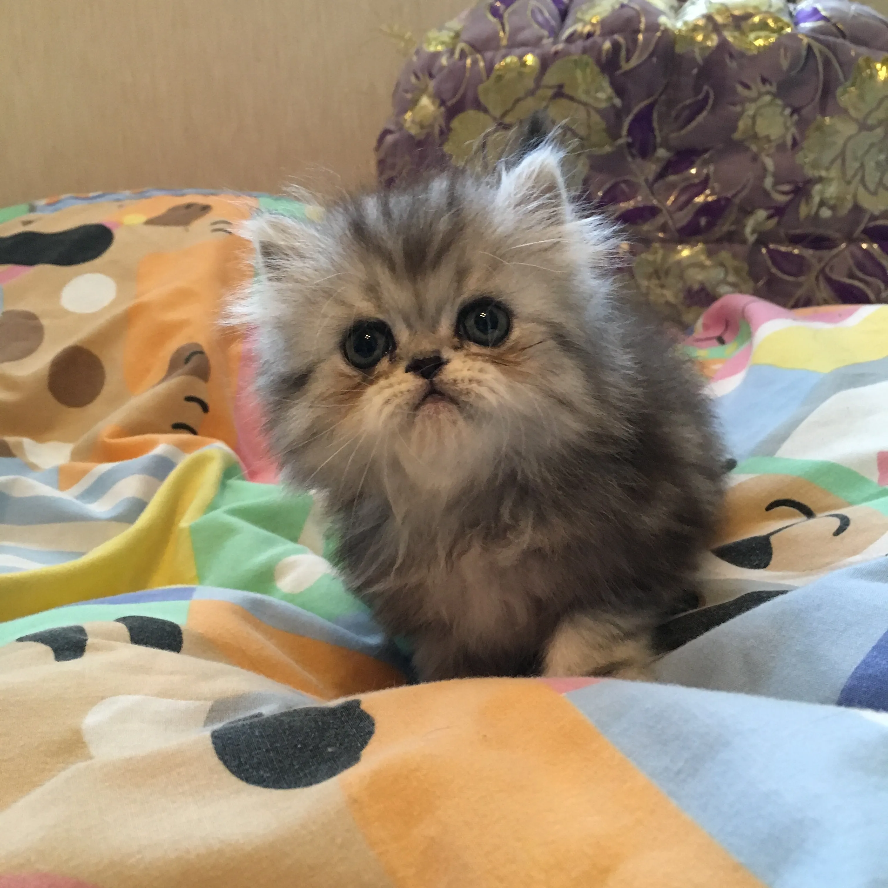 エキゾチックロングヘア【東京都・男の子・2016年6月4日・シルバータビー】の写真1