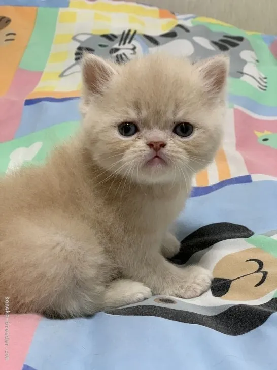 ID:2201-01518の子猫