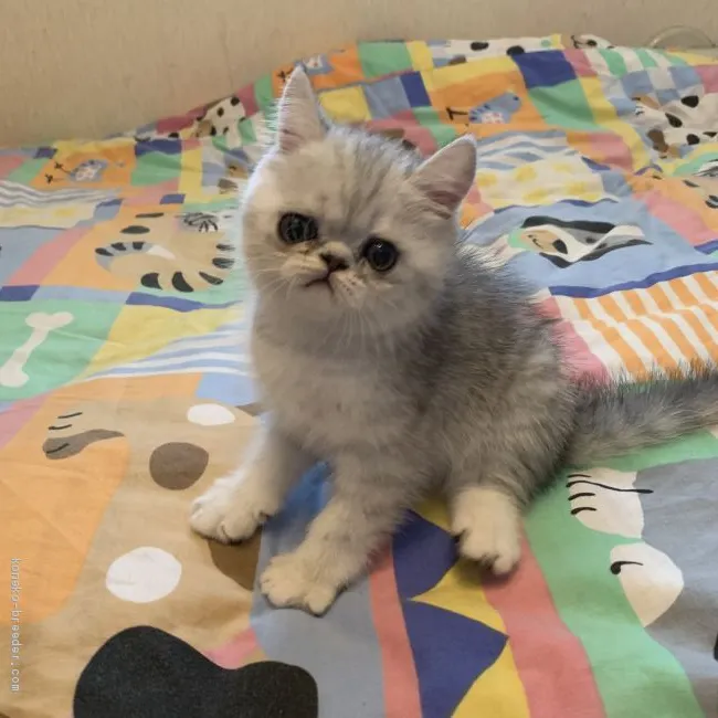 ID：2007-00832の子猫