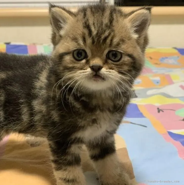 ID：2301-00669の子猫