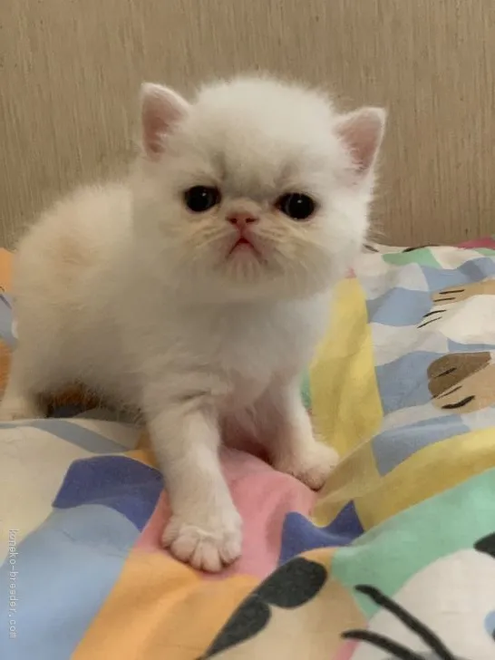 ID：2102-01027の子猫