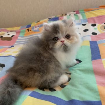 エキゾチックショートヘア【東京都・女の子・2019年6月15日・ダイリュートキャリコ（ロングヘア）】の写真「ダイリュートキャリコはレアものです！」